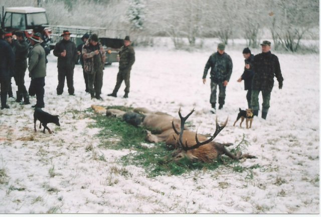 Polowania zbiorowe